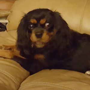 Meet your Posher, Paula